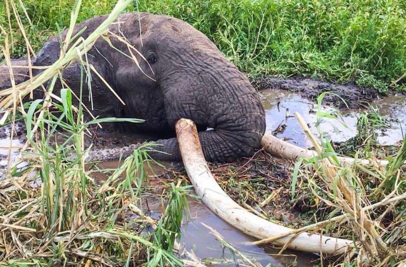 Умер один из последних на планете слонов с большими бивнями - фото 2