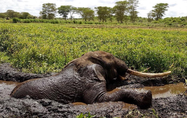 Умер один из последних на планете слонов с большими бивнями - фото 1