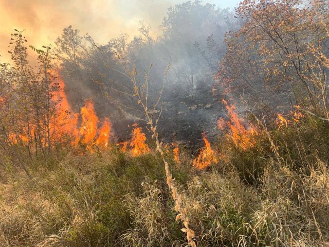 Лесной пожар в Пшадском лесничестве локализован - фото 2