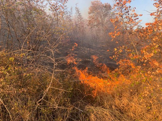 Лесной пожар в Пшадском лесничестве локализован - фото 3