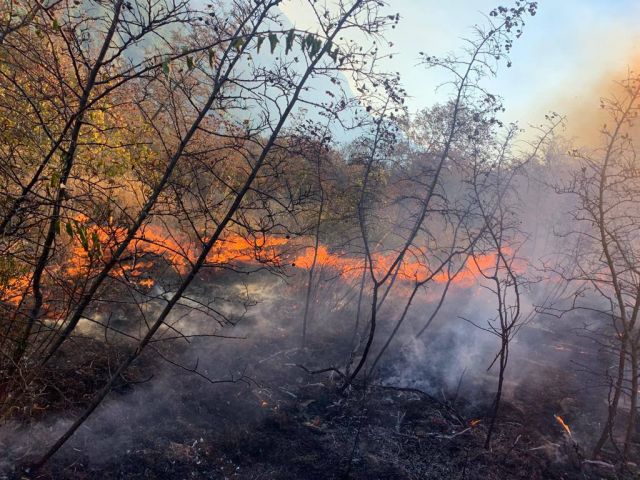 Лесной пожар в Пшадском лесничестве локализован - фото 5