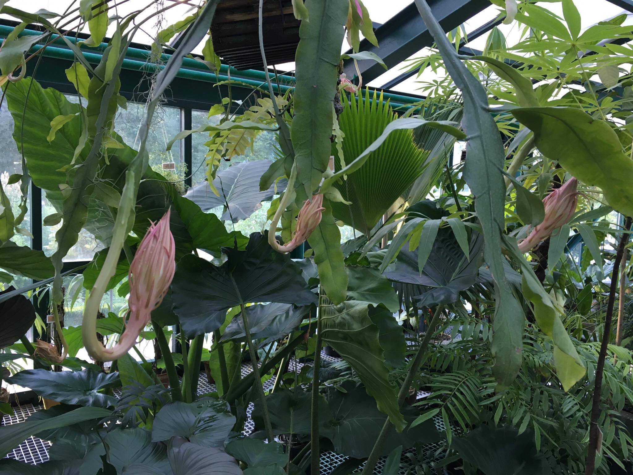 Редкий тропический кактус Подлунная красавица будет цвести в "Аптекарском огороде" в ближайшие вечера - фото 1