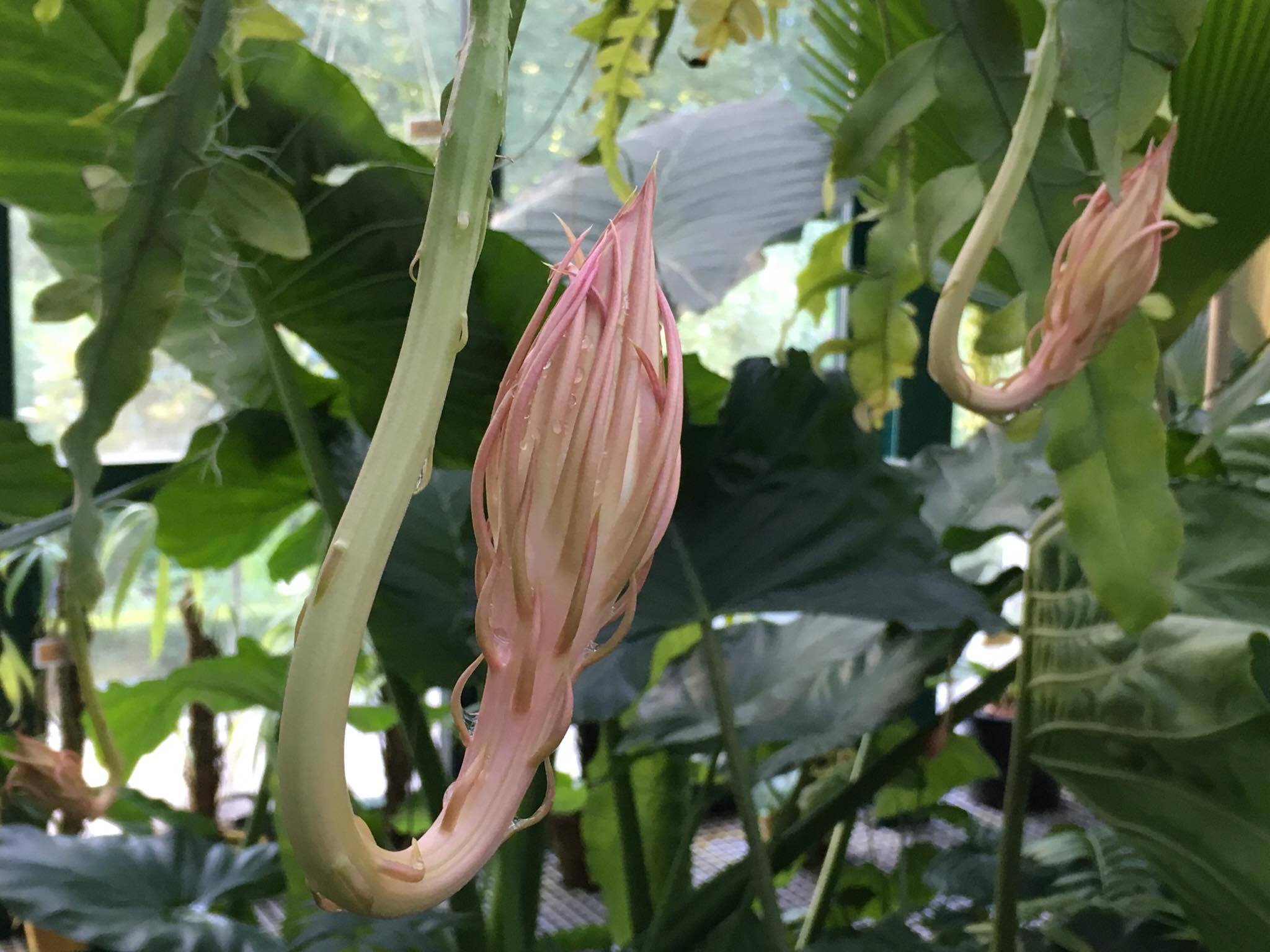 Редкий тропический кактус Подлунная красавица будет цвести в "Аптекарском огороде" в ближайшие вечера - фото 2