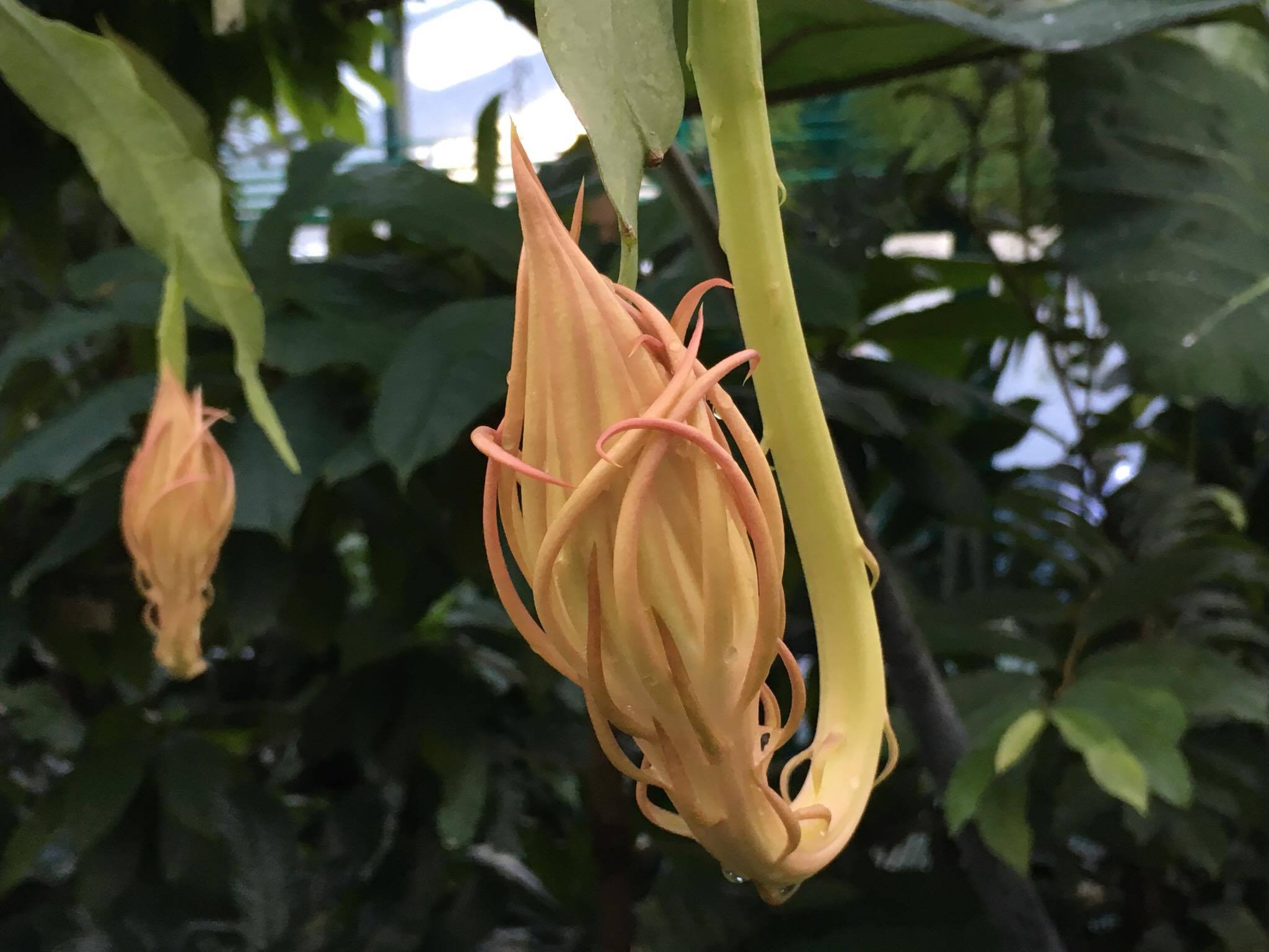 Редкий тропический кактус Подлунная красавица будет цвести в "Аптекарском огороде" в ближайшие вечера - фото 3