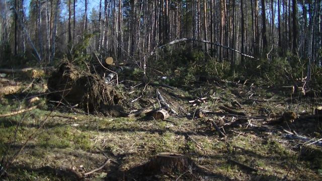 «Чёрных лесорубов» в Иркутской области выявляют общественники  - фото 5