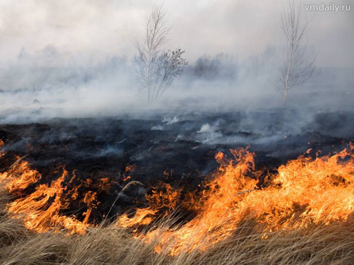 86 % пожаров в лесах возникают в результате перехода с земельных участков, заросших травой - фото 1