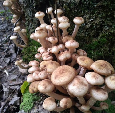 В национальном парке «Чаваш вармане» прошёл Фестиваль грибов - фото 3