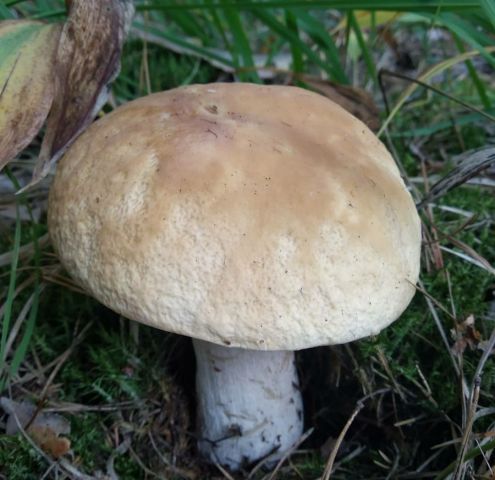В национальном парке «Чаваш вармане» прошёл Фестиваль грибов - фото 4