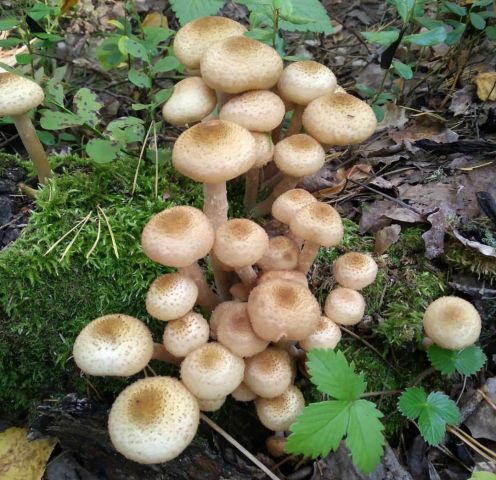 В национальном парке «Чаваш вармане» прошёл Фестиваль грибов - фото 9