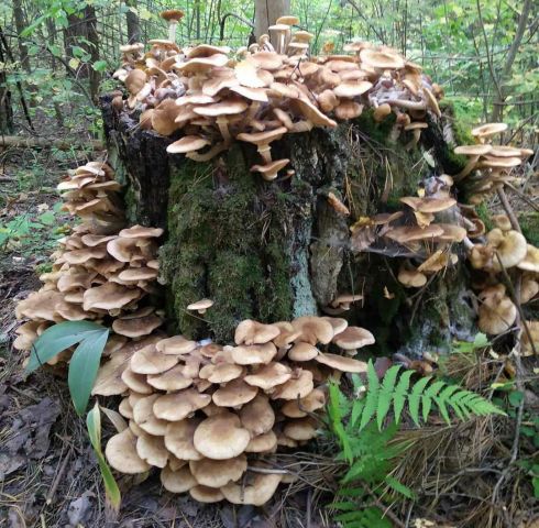 В национальном парке «Чаваш вармане» прошёл Фестиваль грибов - фото 10
