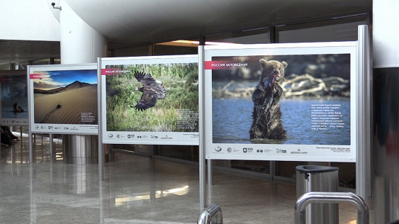 В рамках Года экологии в аэропорту Шереметьево открылась фотовыставка «Россия заповедная» - фото 1