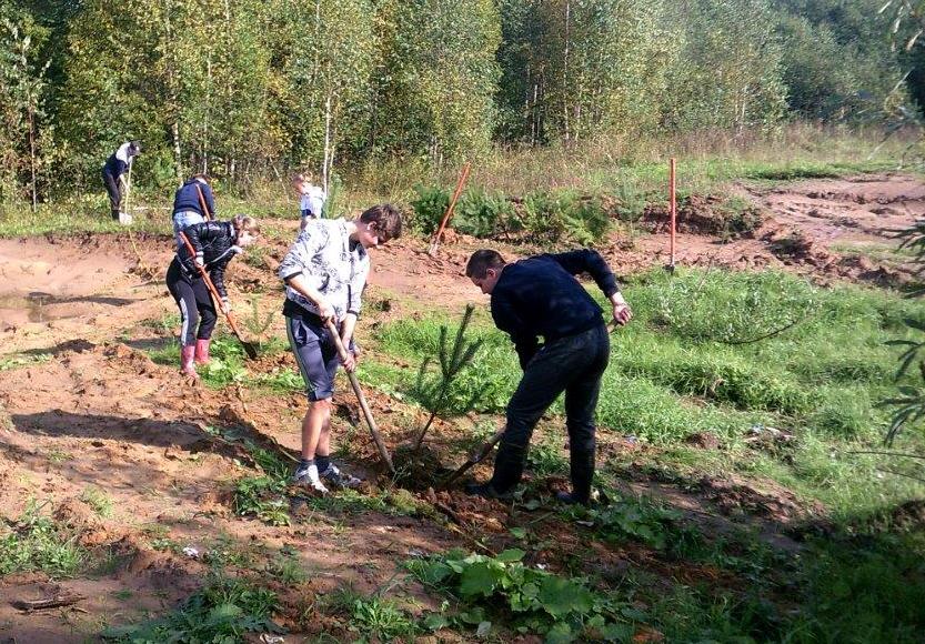Юные лесоводы Ярославского края провели  осеннюю акцию «Живи, лес!» - фото 4