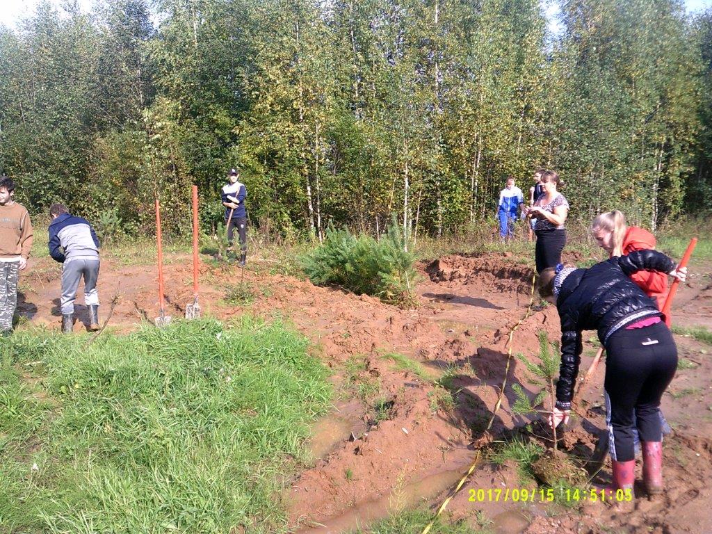 Юные лесоводы Ярославского края провели  осеннюю акцию «Живи, лес!» - фото 1