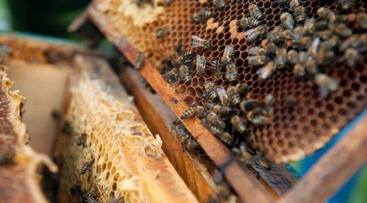 Пчелиная пасека взамен заросших сельхозполей Ярославского региона - фото 3