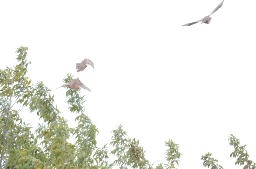 Лесная завирушка и серая куропатка: 65 видов птиц удалось сфотографировать бердвотчерам - фото 9