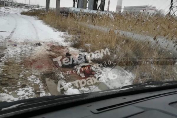Стая собак в Астраханской области загрызла мужчину, идущего на работу - фото 1