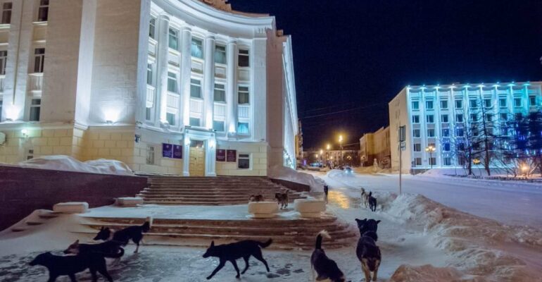 Мэрия Магадана ввела режим ЧС из-за бродячих собак - фото 1