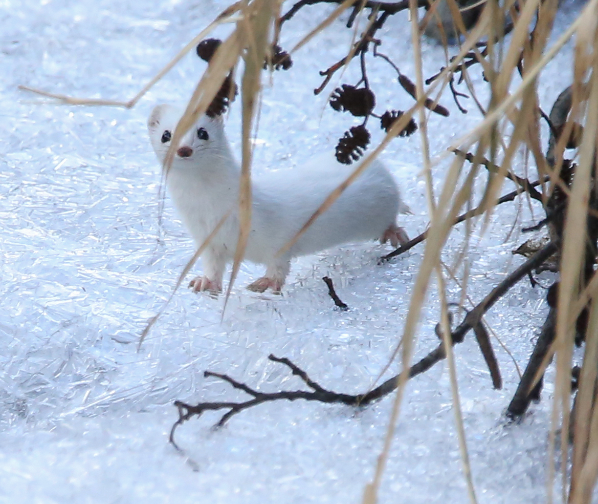 Бурозубки, кабаны, ласки: каких зверей можно поймать в объектив в ходе зимней фотоохоты - фото 4