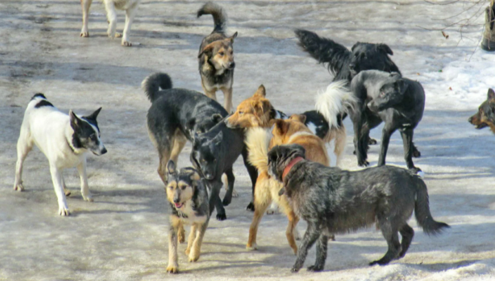 СК России подготовит предложения по изменению законов об отлове бродячих собак - фото 1