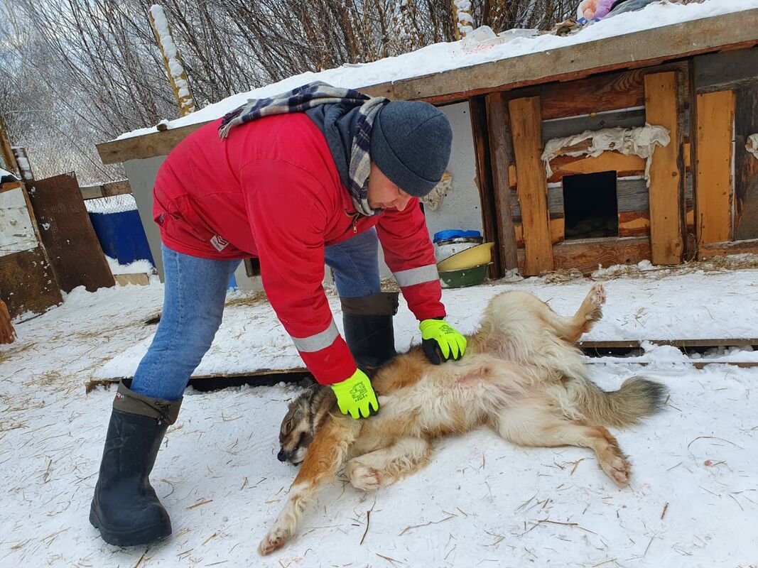 Стерилизовать собак бесплатно: в Томске запустили новый проект помощи животным - фото 1