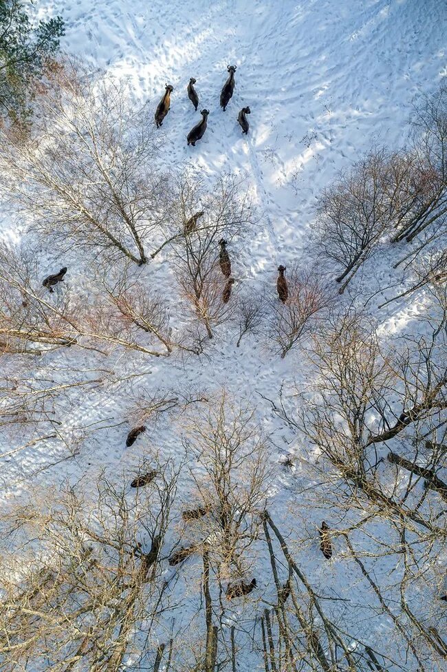В Гродненской области погибли зубры, провалившись под лед - фото 2