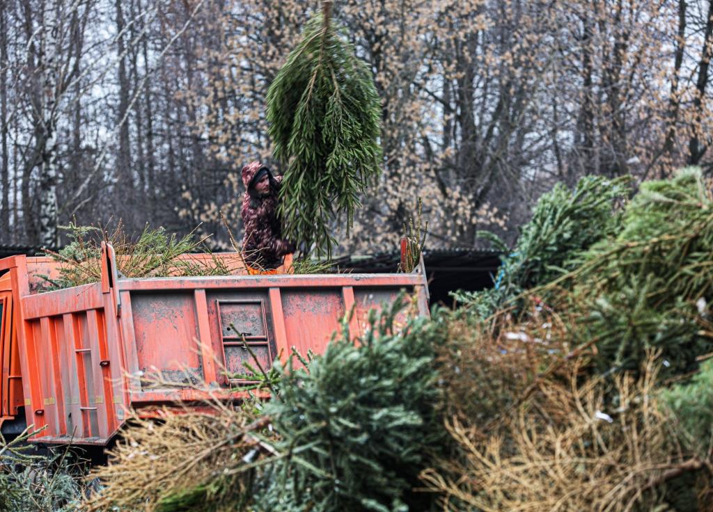 «Ёлочный круговорот»: новогодние деревья начали перерабатывать в щепу - фото 2