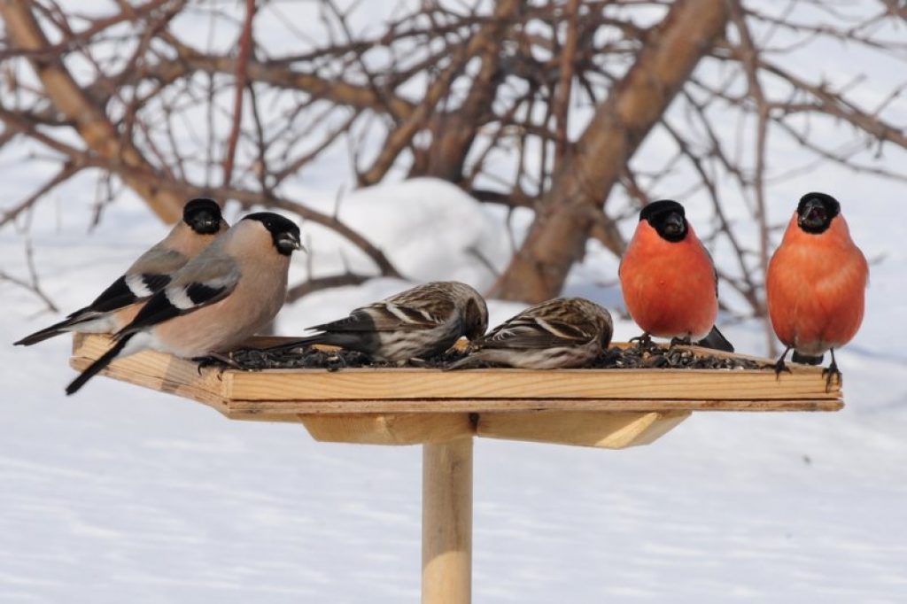 В гостях хорошо, а дома лучше: в Москве останутся зимовать около 90 видов птиц - фото 1