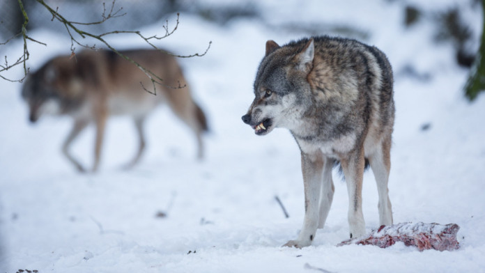 Оголодавшие волки вышли из лесов к населенным пунктам в Новгородской области - фото 1