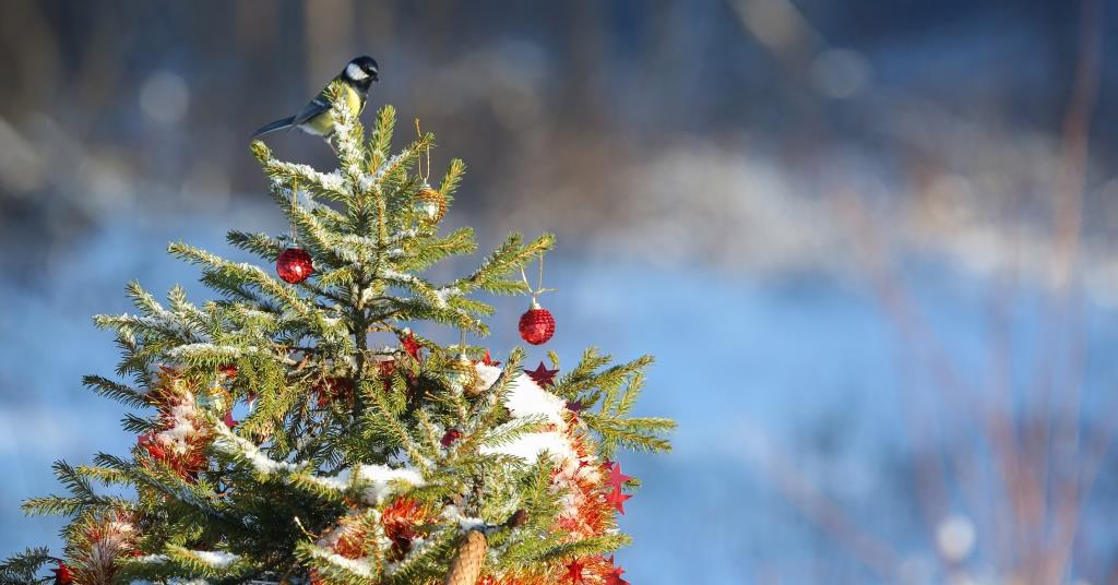 «ЭкоМастерская Деда Мороза»: Мосприрода вновь открывает новогодний проект   - фото 6