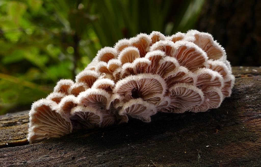 Генетики пошли по грибы и познали тонкости естественного отбора - фото 2
