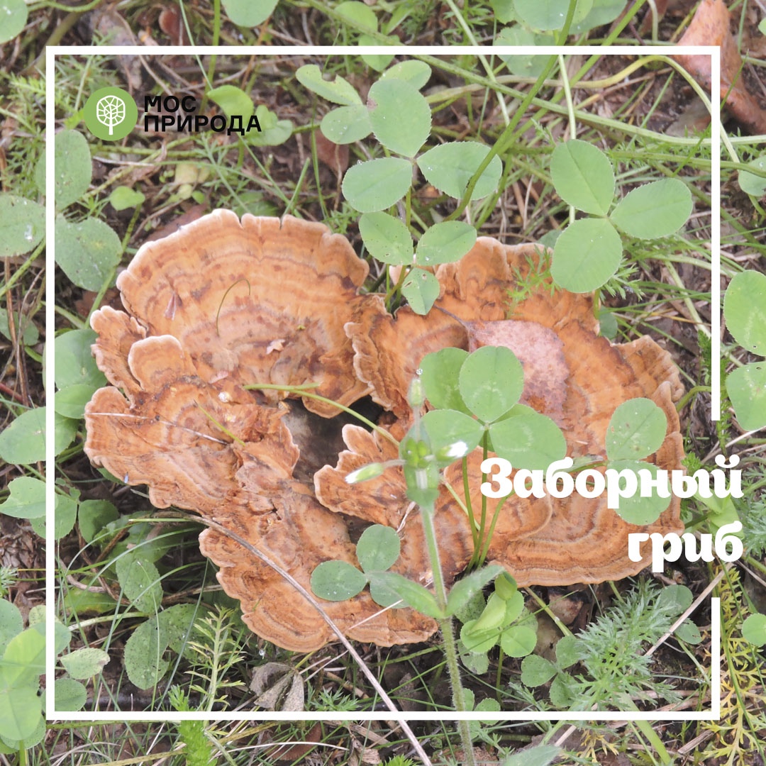 Грибной фотосезон: на особо охраняемых природных территориях Москвы запрещён сбор грибов - фото 2