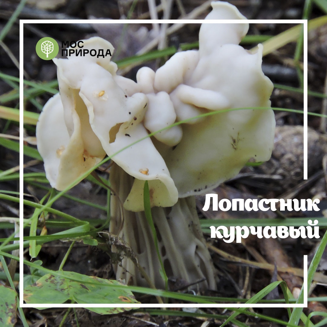 Грибной фотосезон: на особо охраняемых природных территориях Москвы запрещён сбор грибов - фото 5
