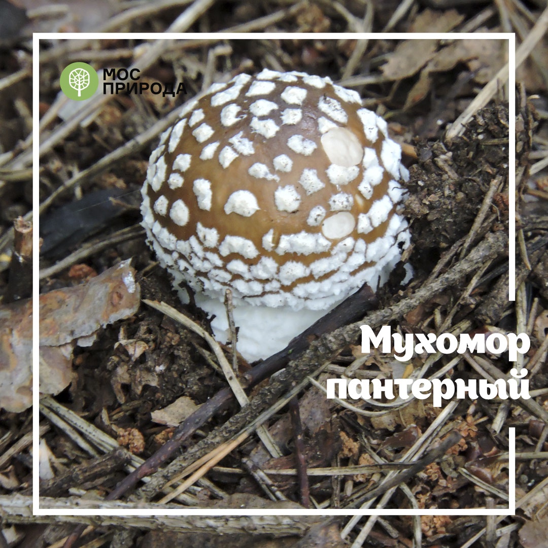 Грибной фотосезон: на особо охраняемых природных территориях Москвы запрещён сбор грибов - фото 6