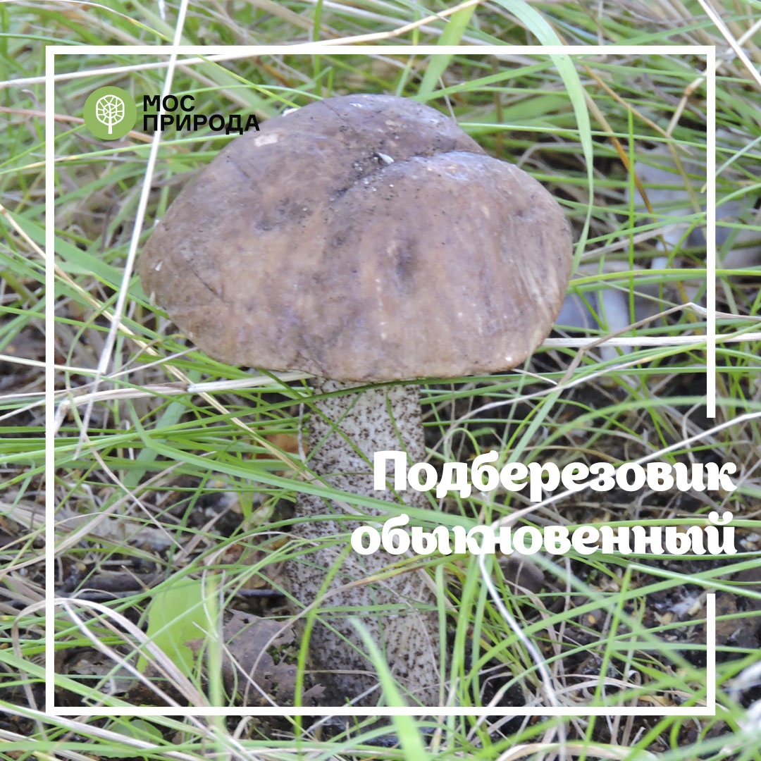 Грибной фотосезон: на особо охраняемых природных территориях Москвы запрещён сбор грибов - фото 7