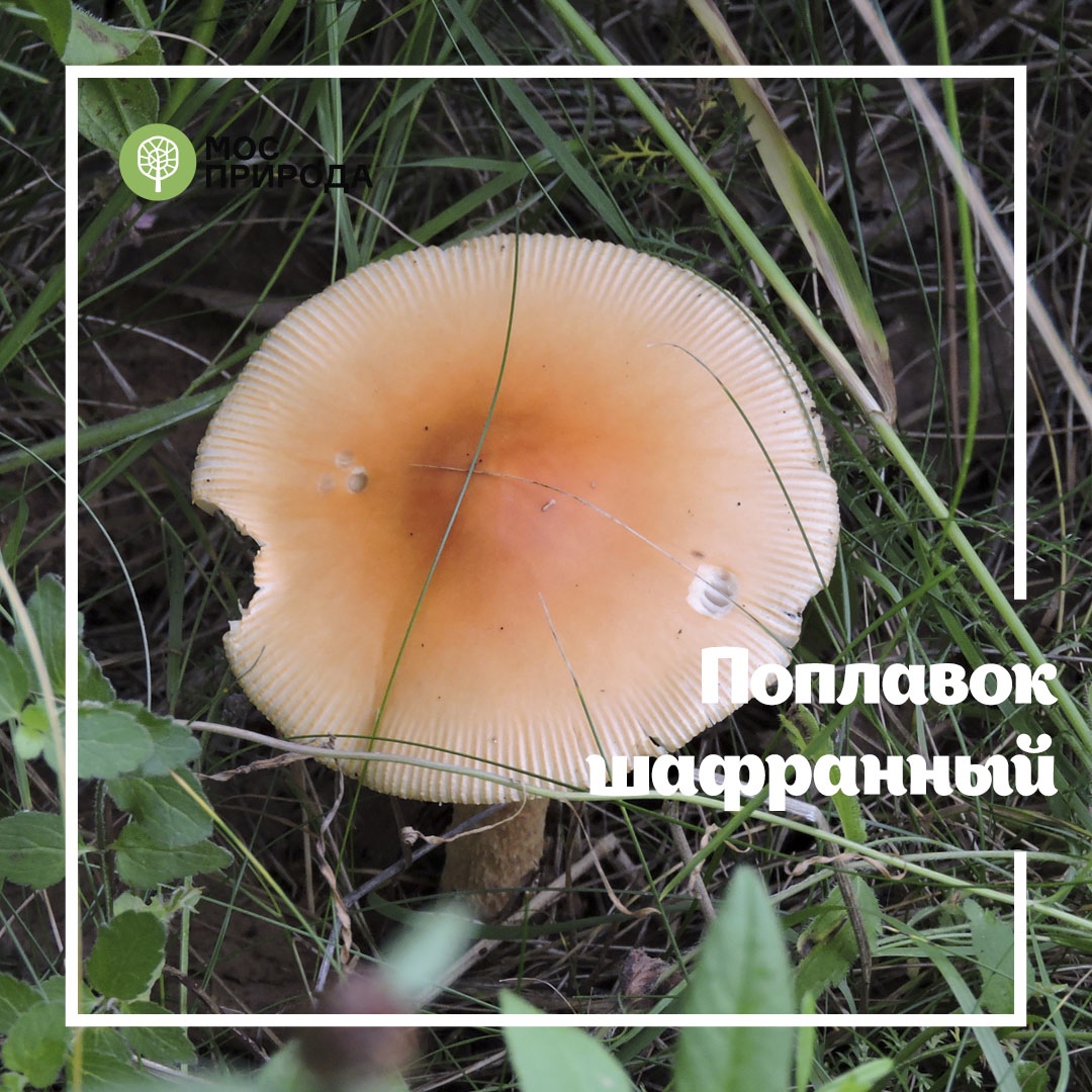 Грибной фотосезон: на особо охраняемых природных территориях Москвы запрещён сбор грибов - фото 8