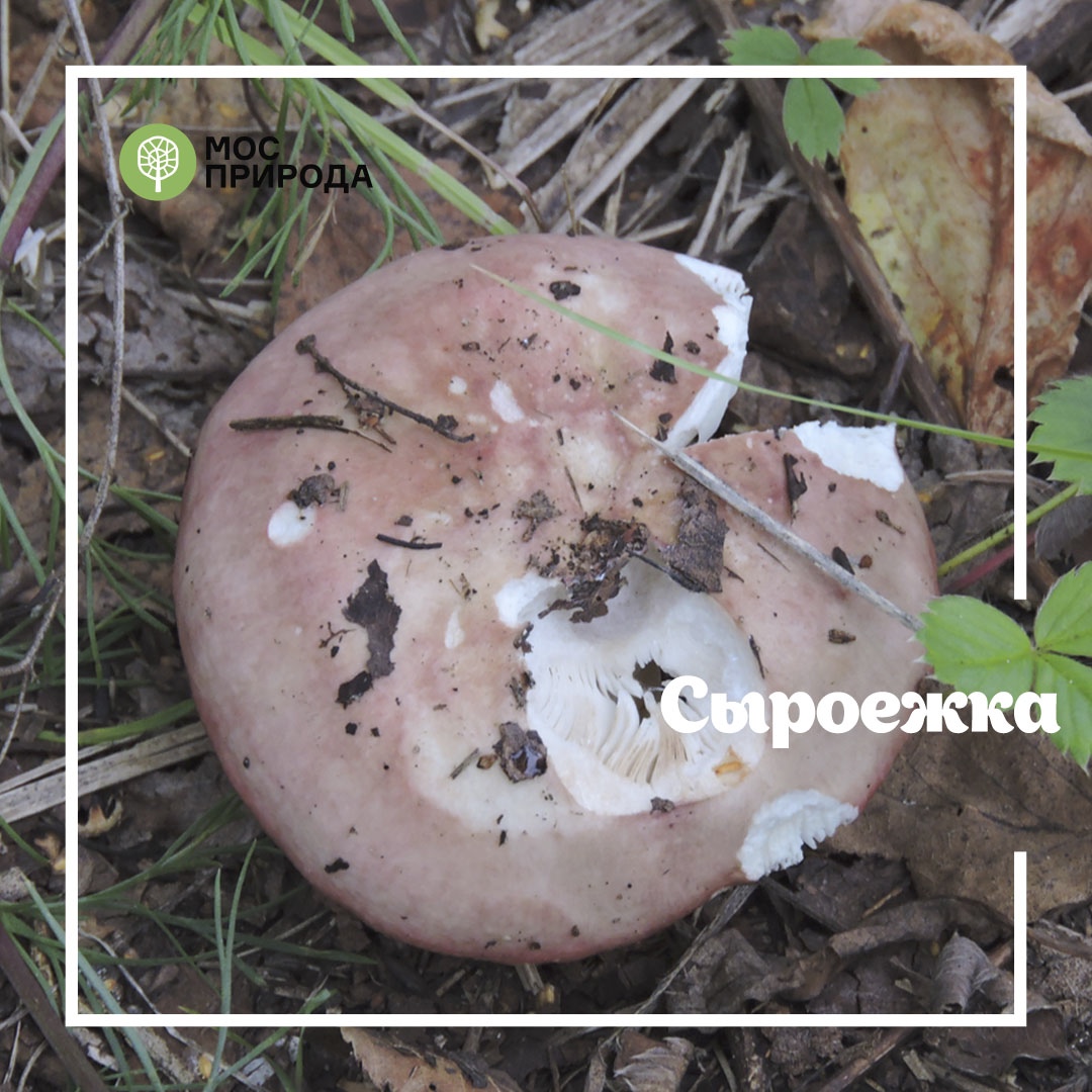 Грибной фотосезон: на особо охраняемых природных территориях Москвы запрещён сбор грибов - фото 10