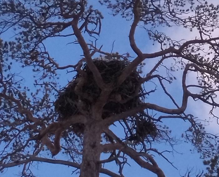 10Предполагаемое гнездо беркута в развилке ствола сосны в национальном парке Онежское Поморье. Фото Павла Футорана