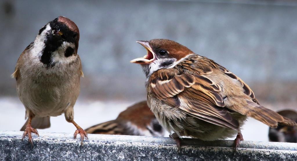 Птичьи рестораны продолжают свою работу: март – не повод прекращать подкормку птиц    - фото 4