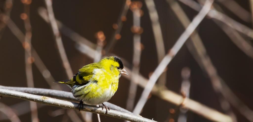 Птичьи рестораны продолжают свою работу: март – не повод прекращать подкормку птиц    - фото 3