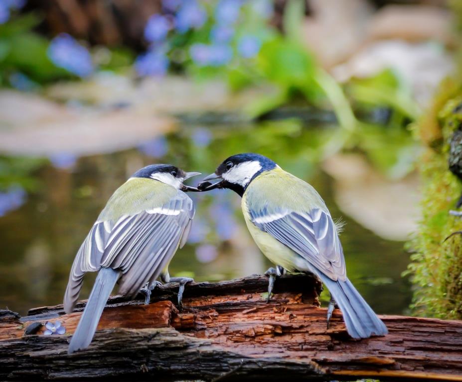 Обыкновенный гоголь и чирок-свистунок: 70 видов птиц удалось сфотографировать орнитологам-любителям - фото 2