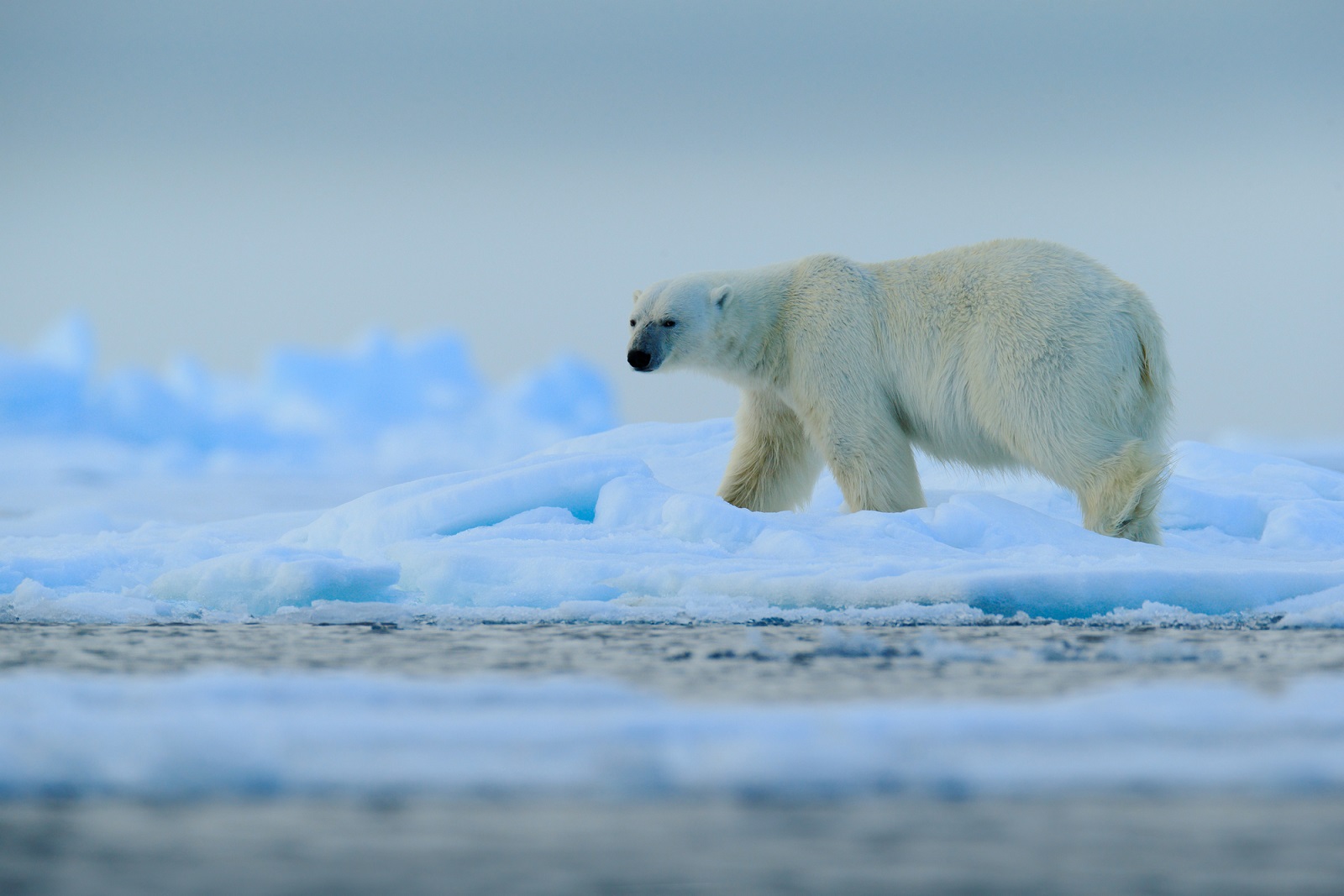 Сохранение биоразнообразия на Крайнем Севере обсудили в дискуссионном клубе «Проектный офис развития Арктики» - фото 1