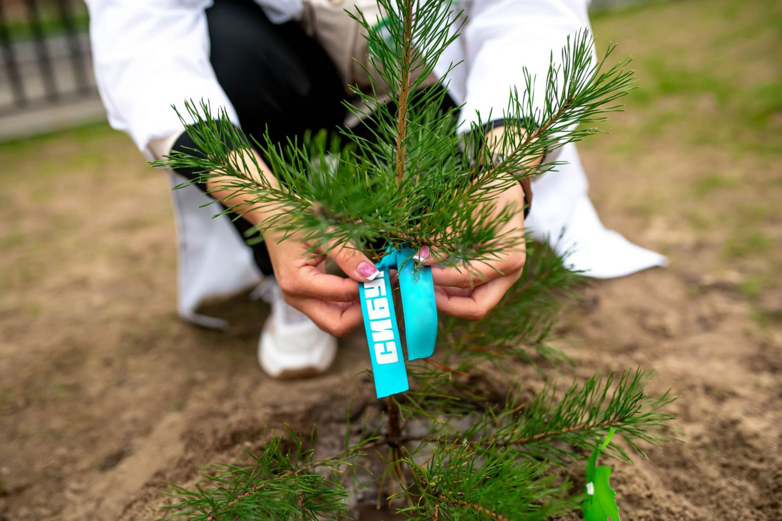СИБУР объявил о старте лесоклиматической программы «Зеленая формула» - фото 1