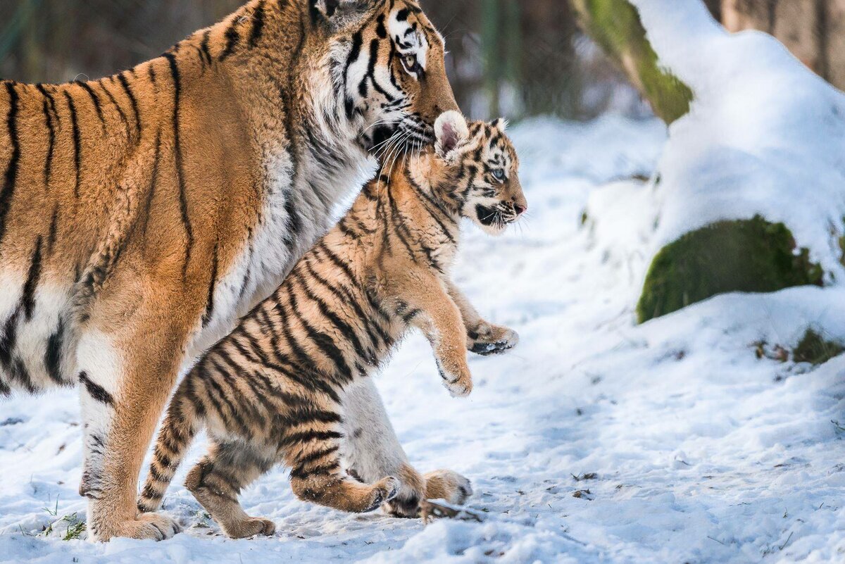 На Дальнем Востоке посчитают всех амурских тигров - фото 5