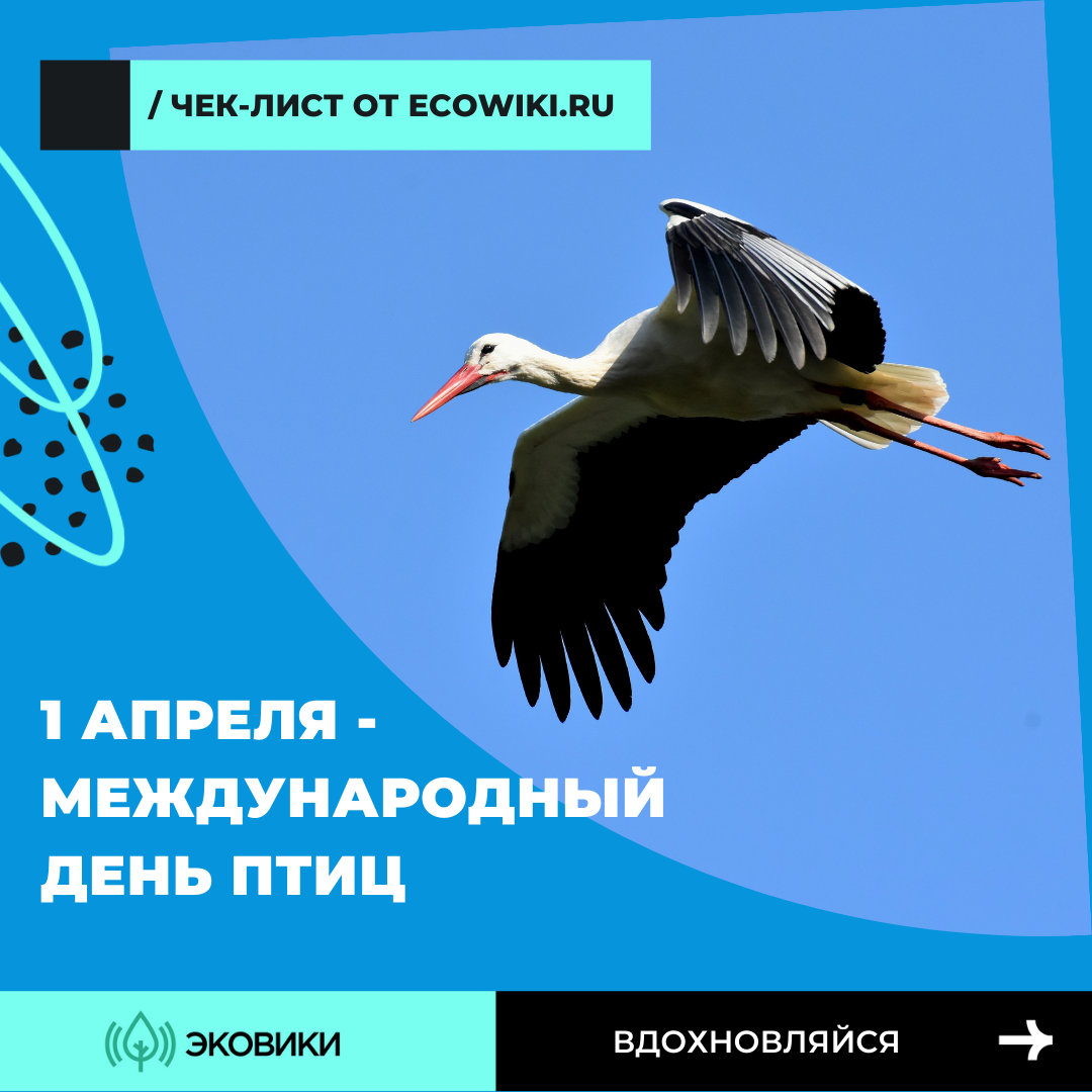  Как отметить Международный день птиц: чек-лист от Ecowiki.ru - фото 1