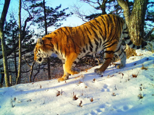 На Дальнем Востоке посчитают всех амурских тигров - фото 1