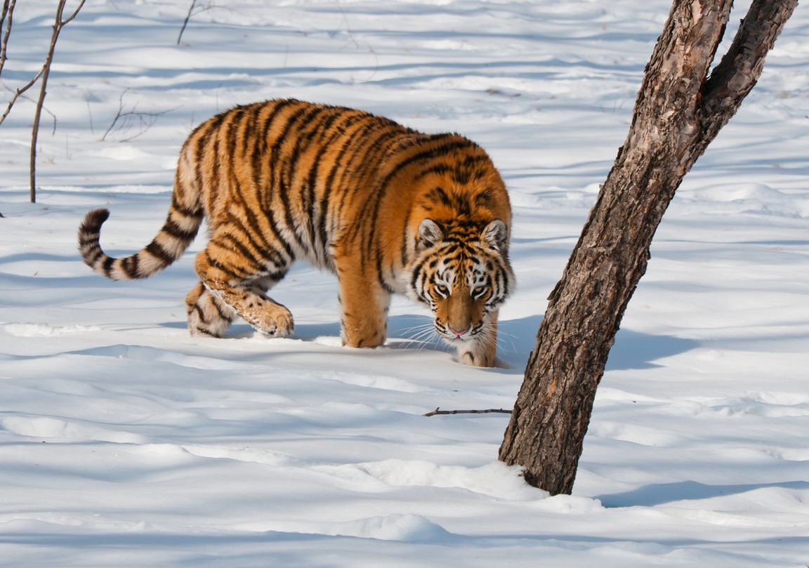 На Дальнем Востоке посчитают всех амурских тигров - фото 3