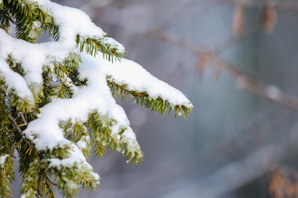 Деревья подготовили зимние одежки: на природных территориях Москвы растения ждут зиму - фото 1