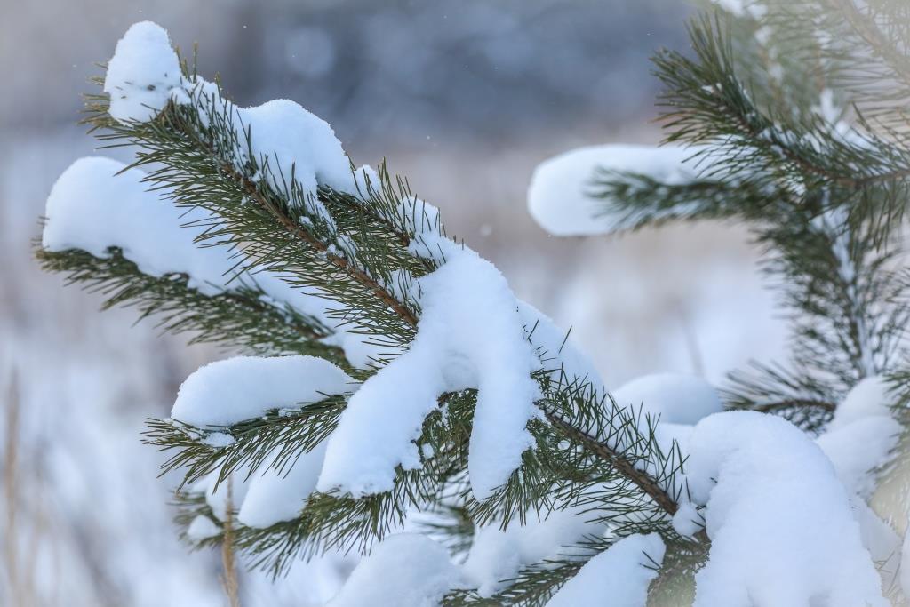 Деревья подготовили зимние одежки: на природных территориях Москвы растения ждут зиму - фото 2