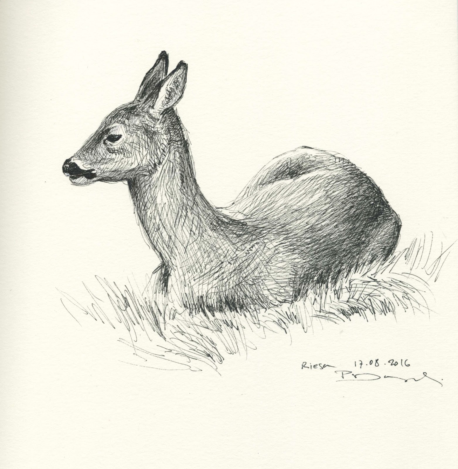 female-deer-drawing-64
