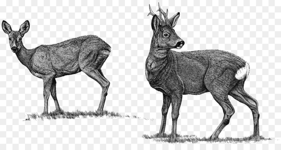 kisspng-elk-roe-deer-red-deer-moose-reindeer-ciervo-5b3fc6a82a6882.9975041415309062801737